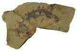 Huge, Fossil Anomolocarid Grasping Appendage - Cambrian #307249-2